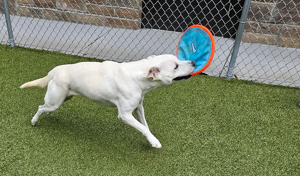 Isla (eye-la), a Adoptable mixed breed in Crossville, TN image 3/6