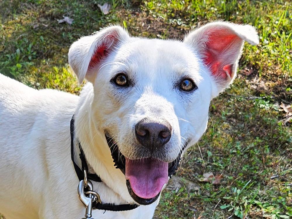 Enlarge Isla (eye-la), a Adoptable mixed breed in Crossville, TN image 5/6