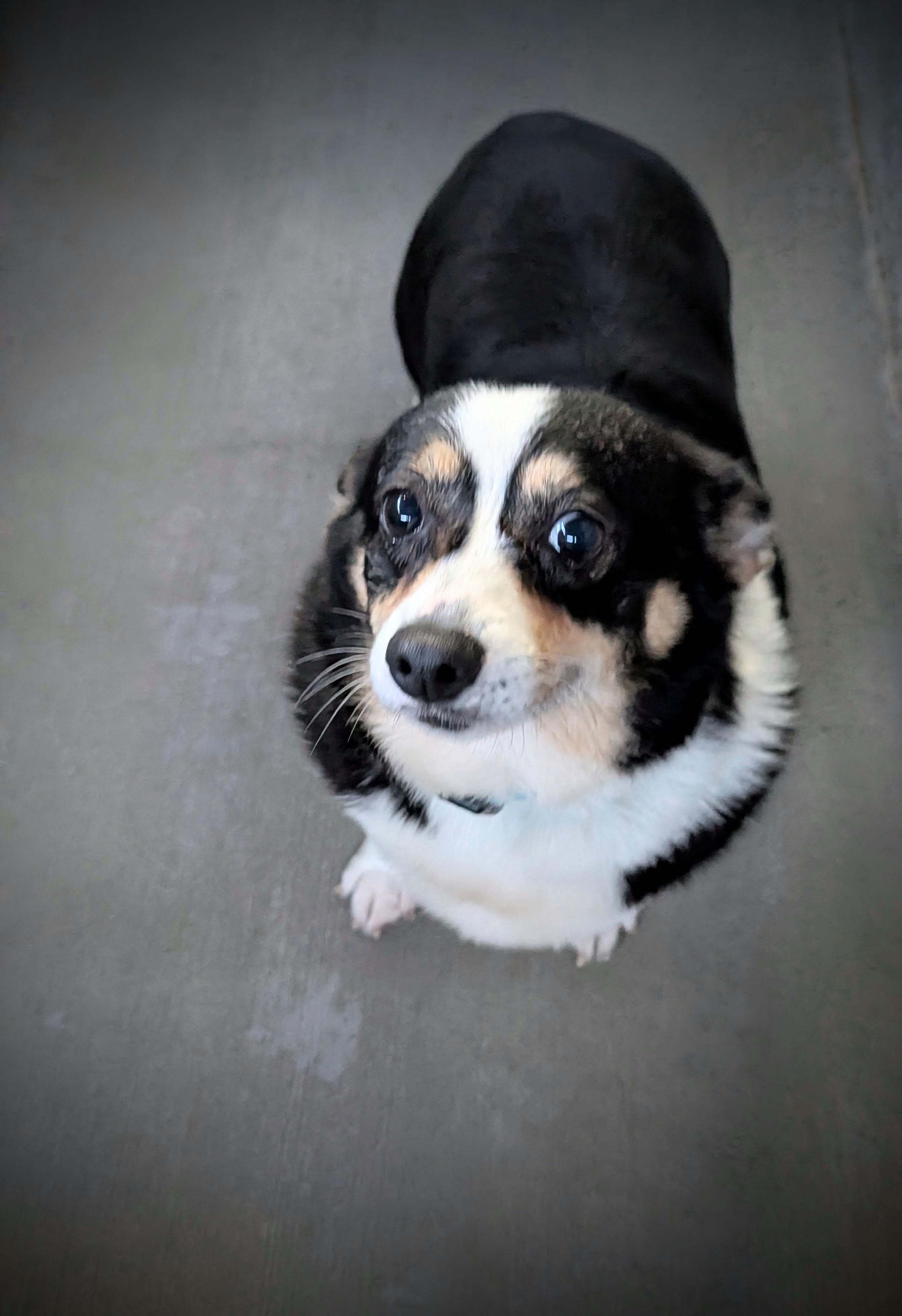 Enlarge Tara, a Adoptable mixed breed in Mauston, WI image 1/1
