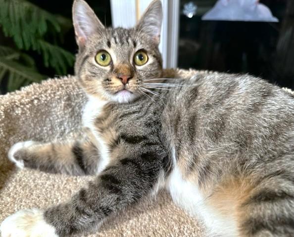 Ralphie  Silly Bengal thumbnail 5