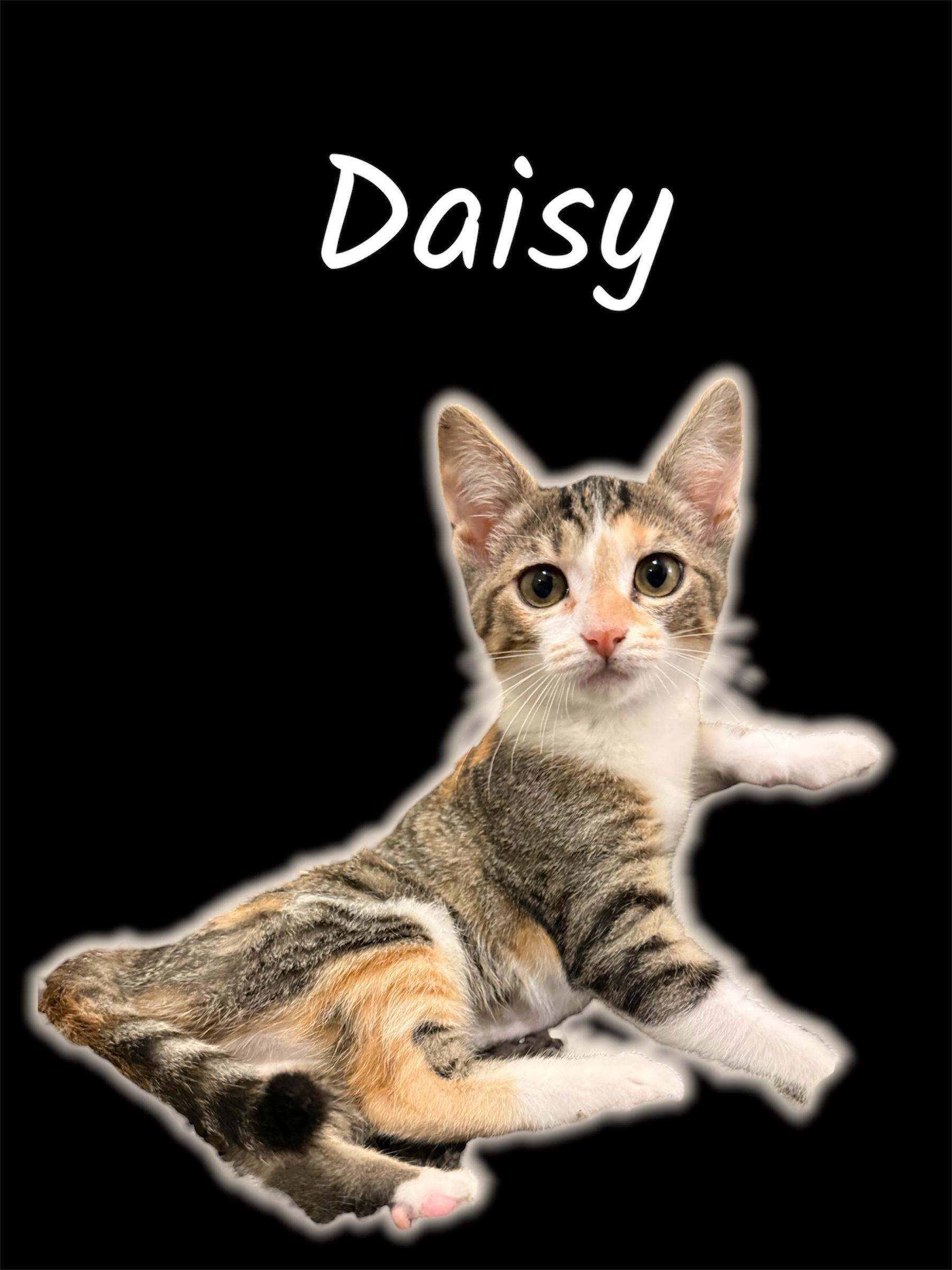 Enlarge Daisy, an adopted Domestic Short Hair in Auburn, CA image 1/1