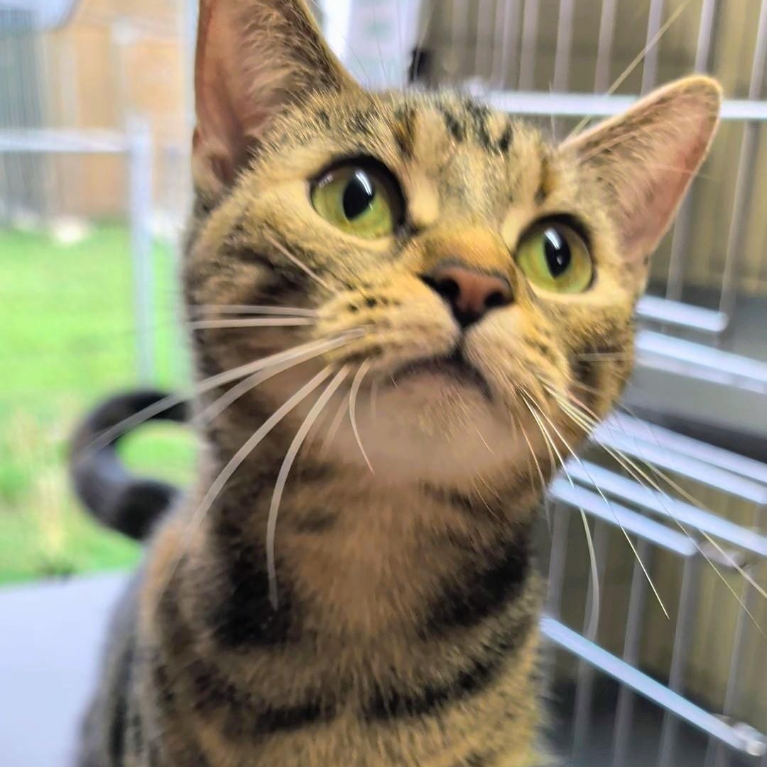Enlarge Izzy, a Adoptable Domestic Short Hair in West Jefferson, OH image 6/6