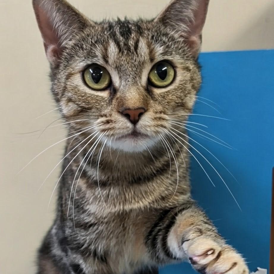 Izzy, Adoptable, Adult Female Domestic Short Hair.