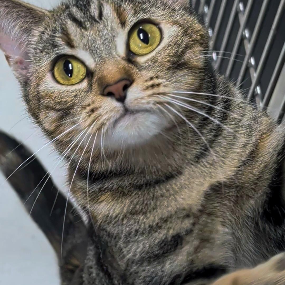 Enlarge Izzy, a Adoptable Domestic Short Hair in West Jefferson, OH image 5/6