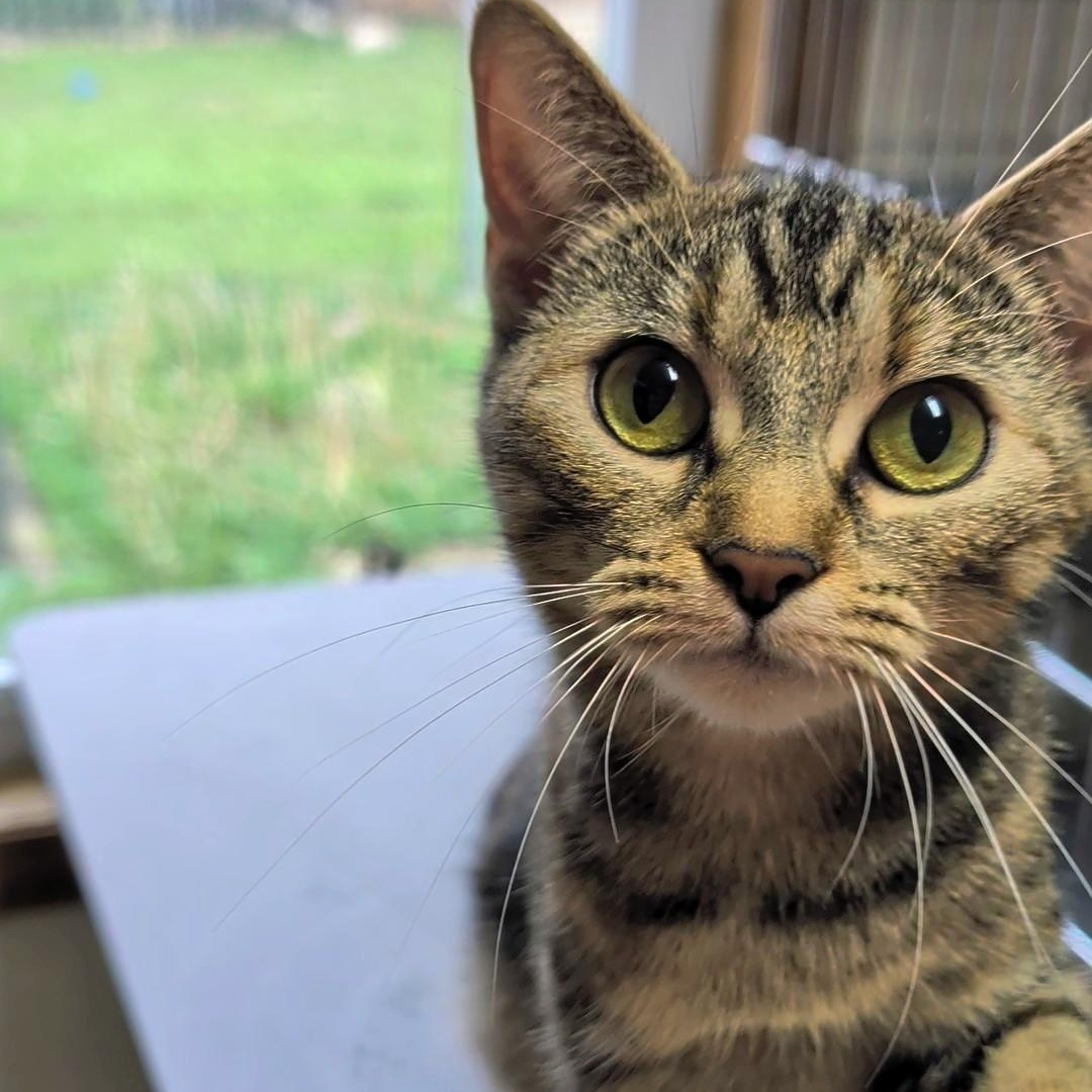Enlarge Izzy, a Adoptable Domestic Short Hair in West Jefferson, OH image 1/6