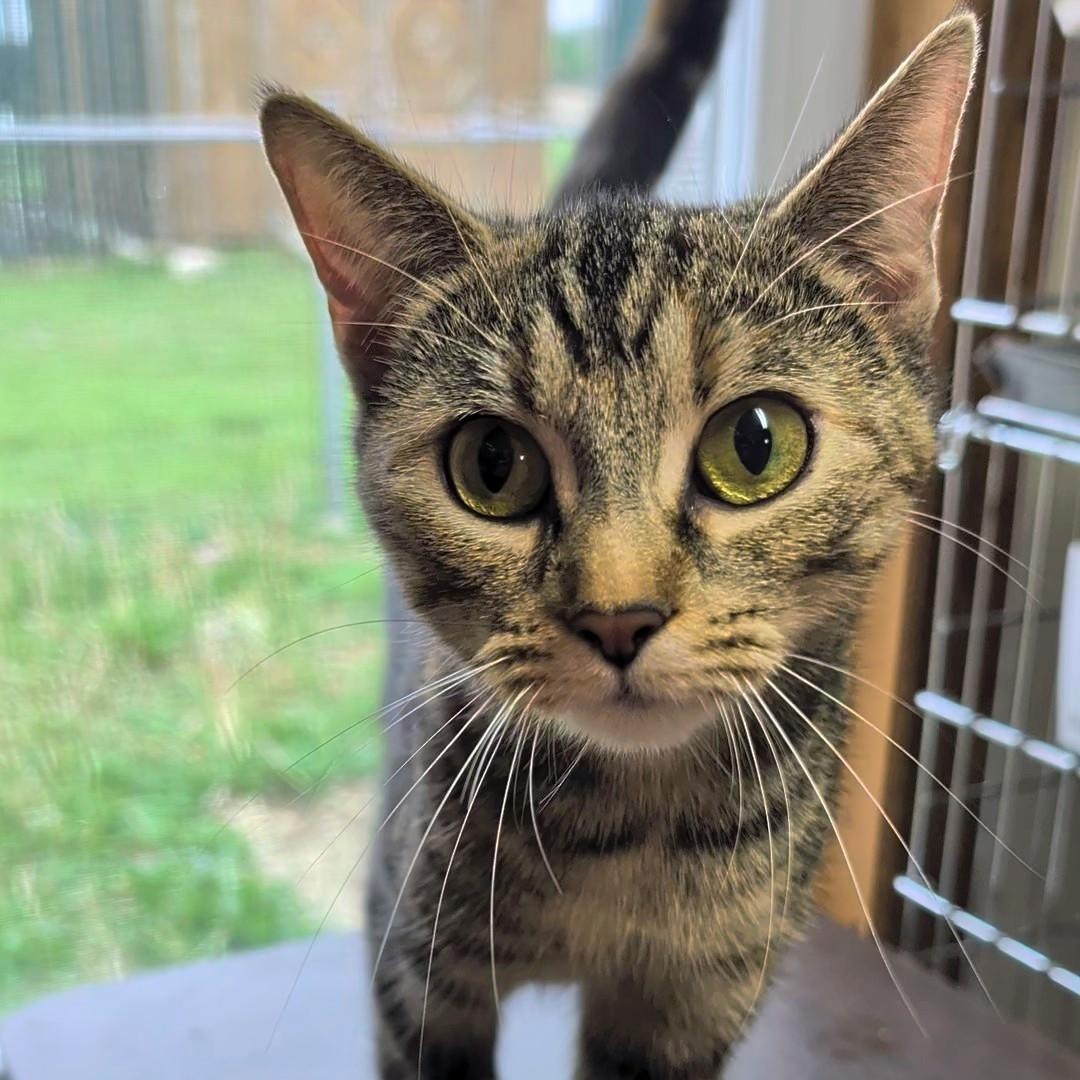 Enlarge Izzy, a Adoptable Domestic Short Hair in West Jefferson, OH image 4/6