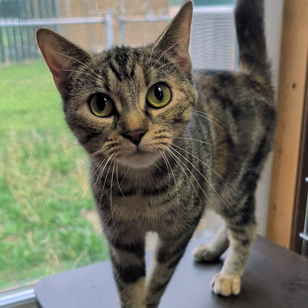 Enlarge Izzy, a Adoptable Domestic Short Hair in West Jefferson, OH image 3/6