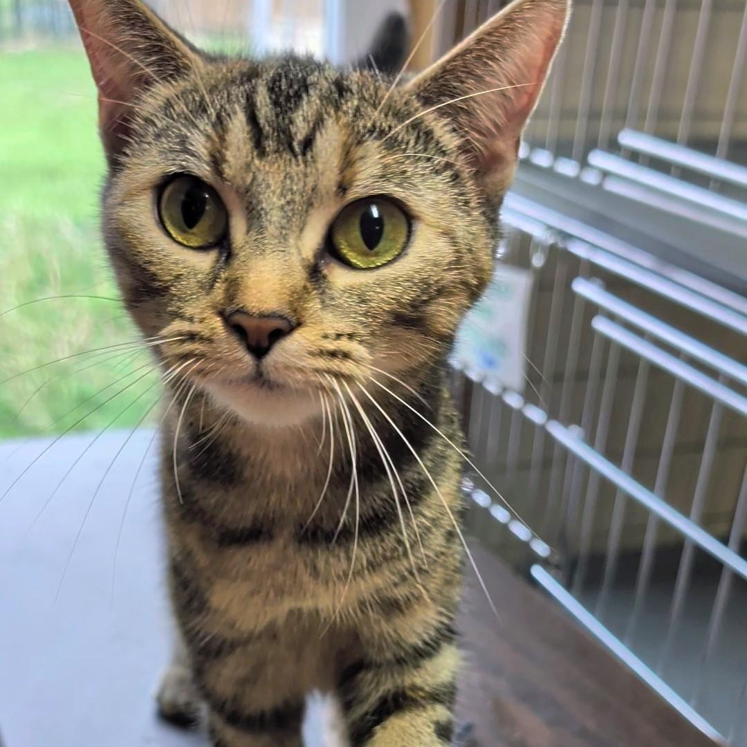 Enlarge Izzy, a Adoptable Domestic Short Hair in West Jefferson, OH image 2/6