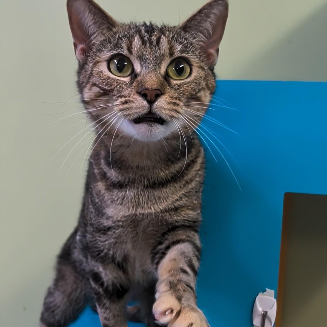 Izzy, a Adoptable Domestic Short Hair in West Jefferson, OH image 5/6