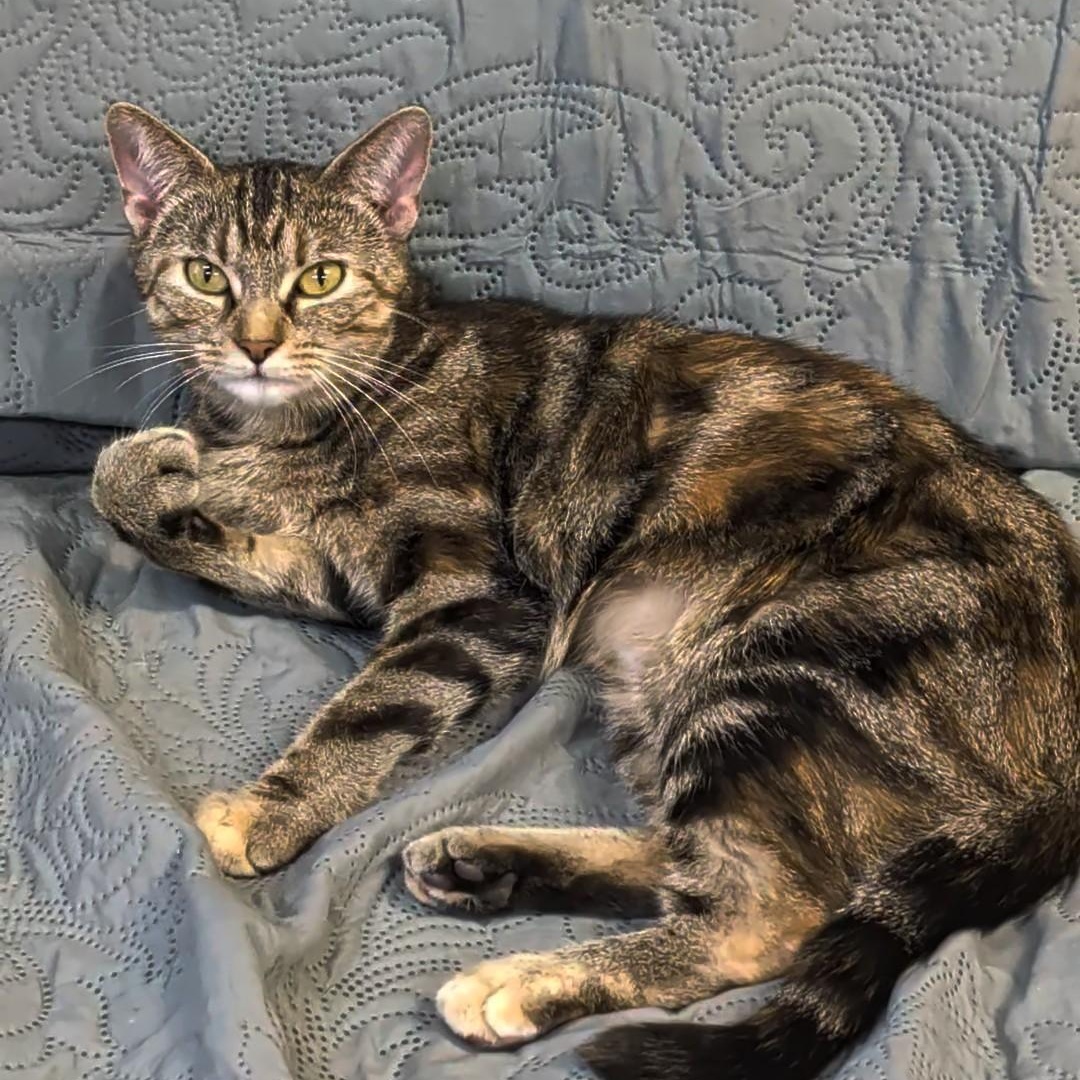 Izzy, a Adoptable Domestic Short Hair in West Jefferson, OH image 6/6