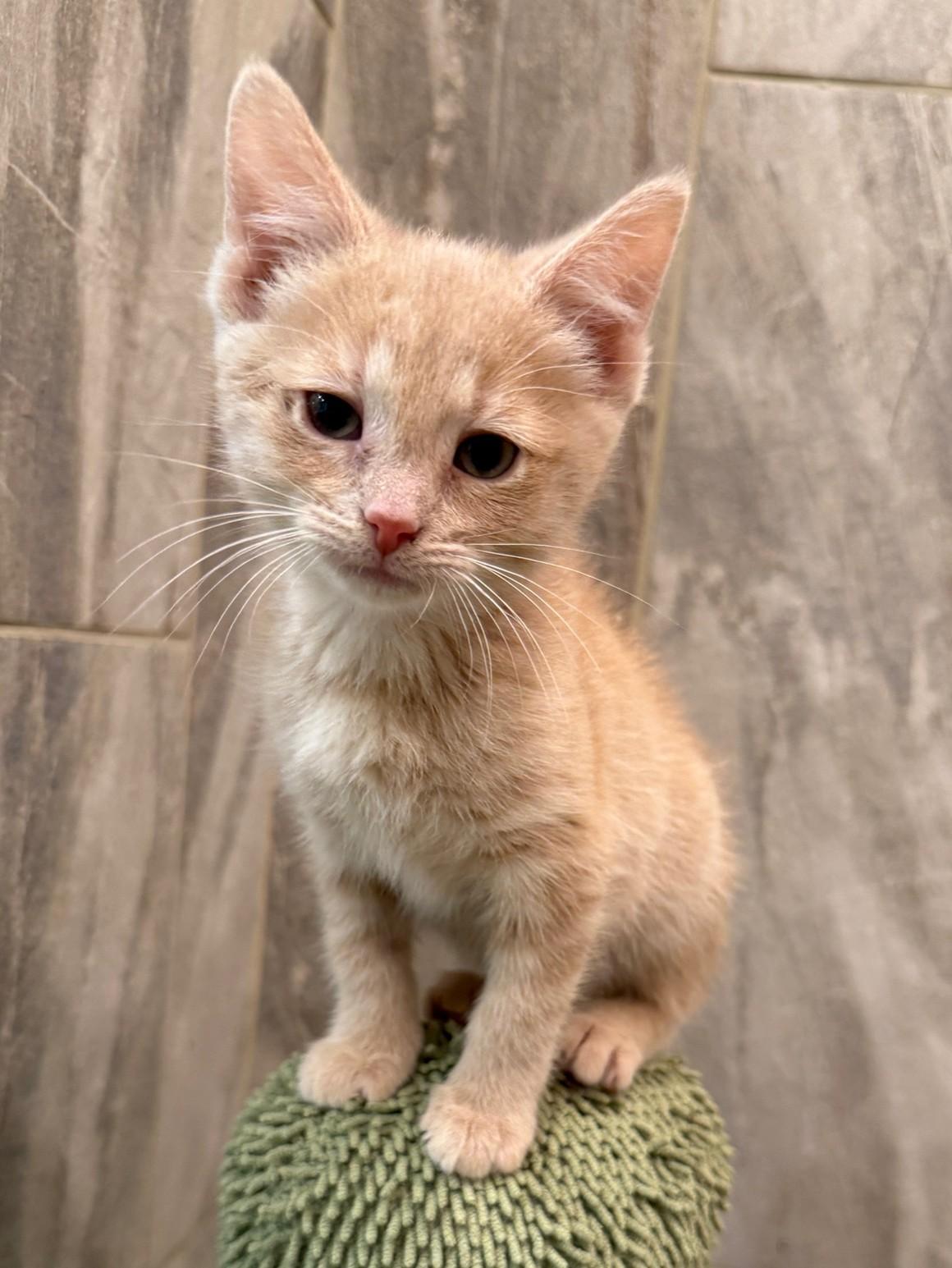 Enlarge Beanie, a Adoptable Domestic Short Hair in Mount Prospect, IL image 4/5