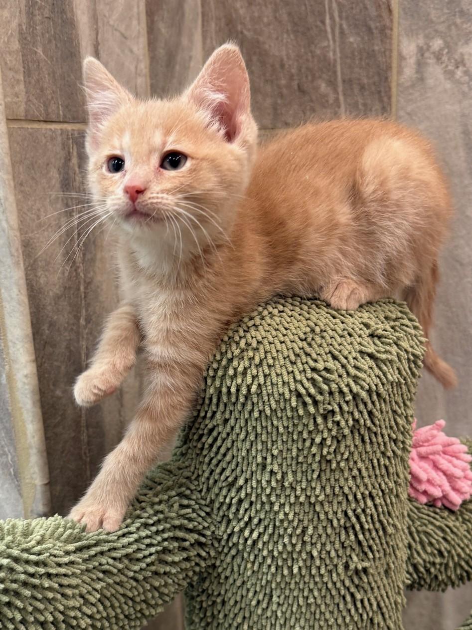 Enlarge Beanie, a Adoptable Domestic Short Hair in Mount Prospect, IL image 2/5