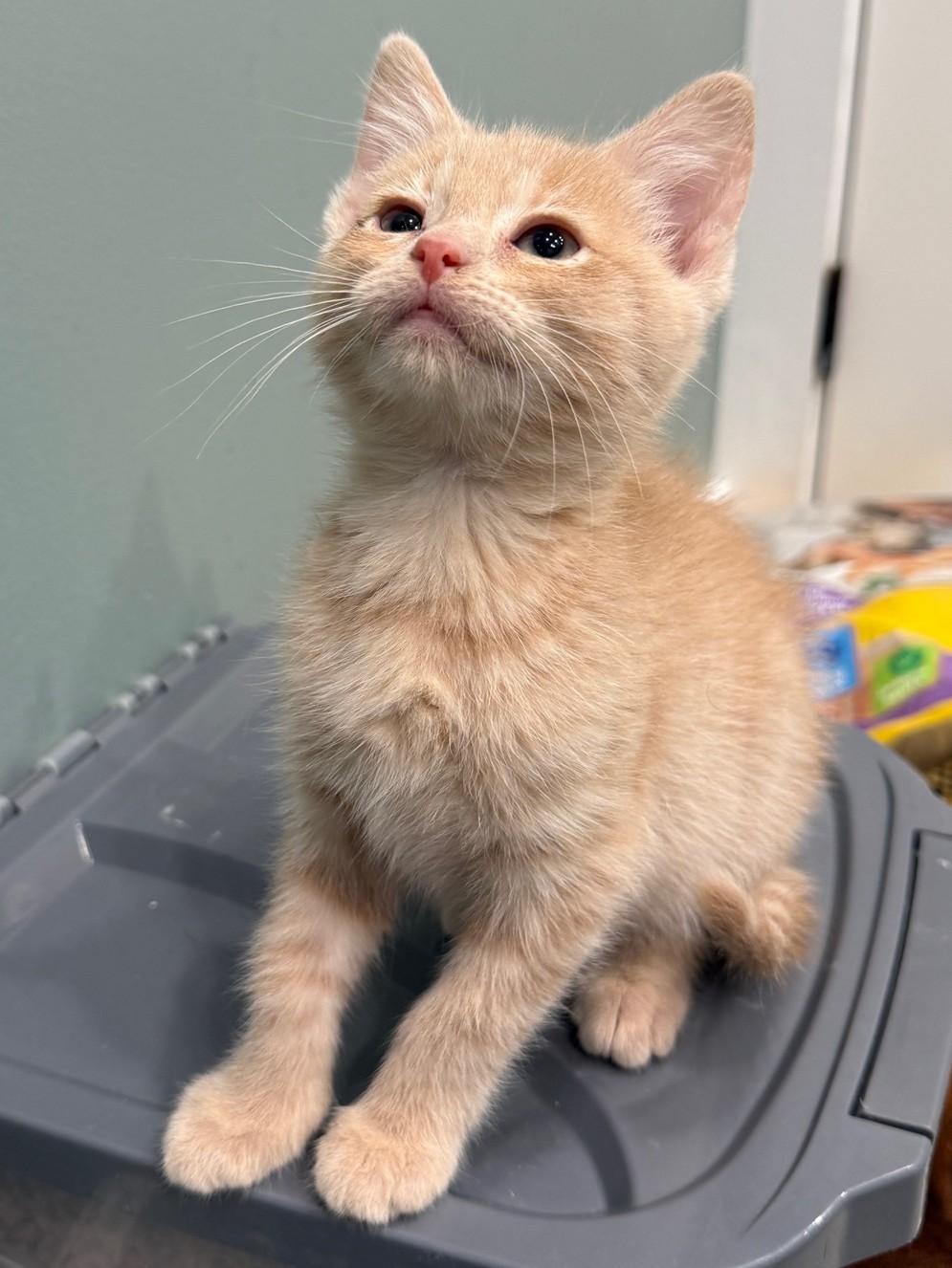 Enlarge Beanie, a Adoptable Domestic Short Hair in Mount Prospect, IL image 5/5
