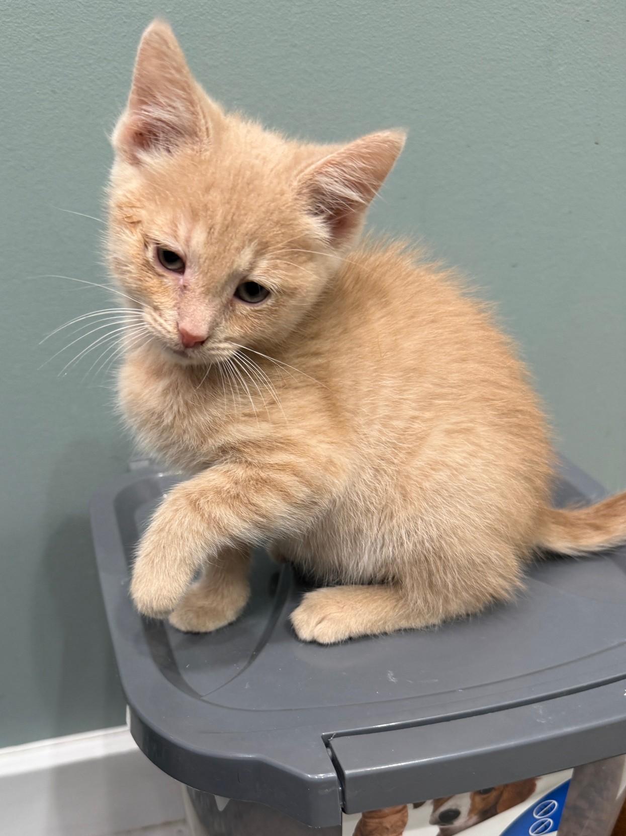 Enlarge Beanie, a Adoptable Domestic Short Hair in Mount Prospect, IL image 3/5