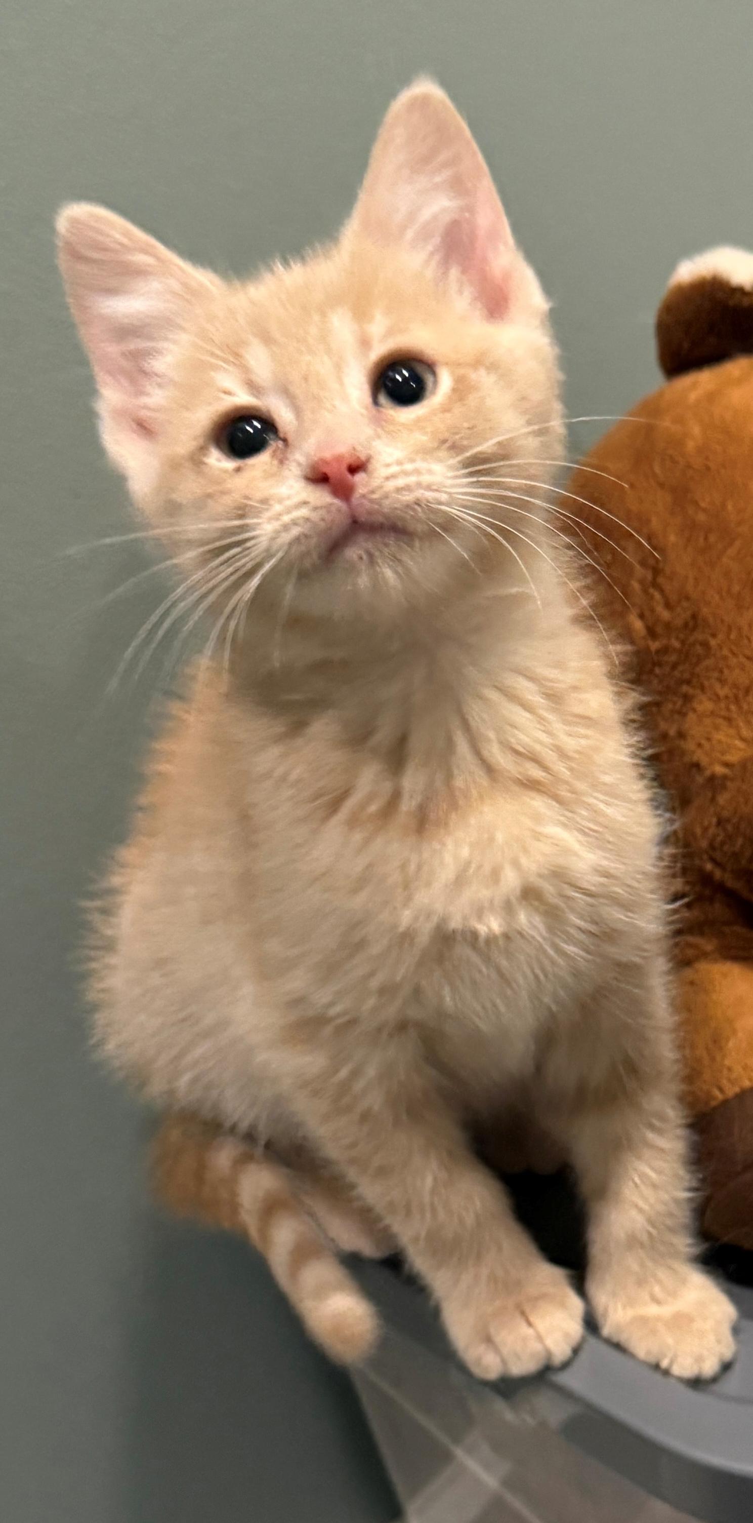 Enlarge Beanie, a Adoptable Domestic Short Hair in Mount Prospect, IL image 1/5
