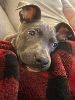 Enlarge Artie, a Adoptable Mixed Breed in Little Rock, AR image 5/5