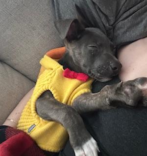 Enlarge Artie, a Adoptable Mixed Breed in Little Rock, AR image 2/5