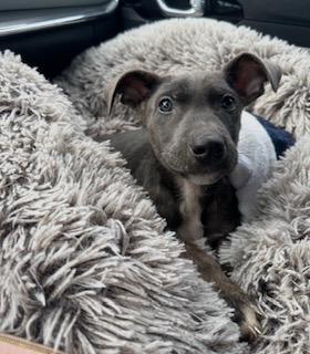 Enlarge Artie, an adoption pending Mixed Breed in Little Rock, AR image 1/6