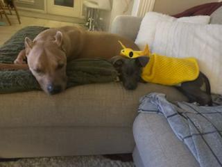 Enlarge Artie, a Adoptable Mixed Breed in Little Rock, AR image 4/5