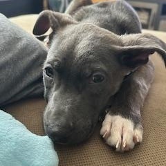 Enlarge Artie, a Adoptable Mixed Breed in Little Rock, AR image 3/5