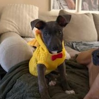 Enlarge Artie, a Adoptable Mixed Breed in Little Rock, AR image 1/5