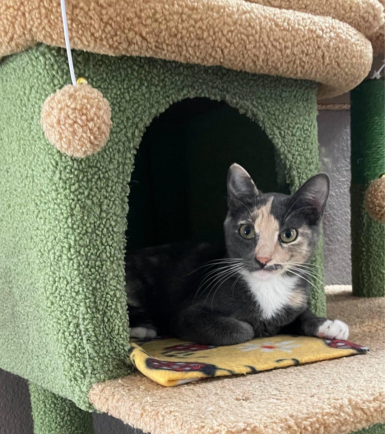 Cora