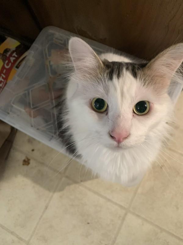 Enlarge Angel, a Adoptable mixed breed in El Cajon, CA image 1/1