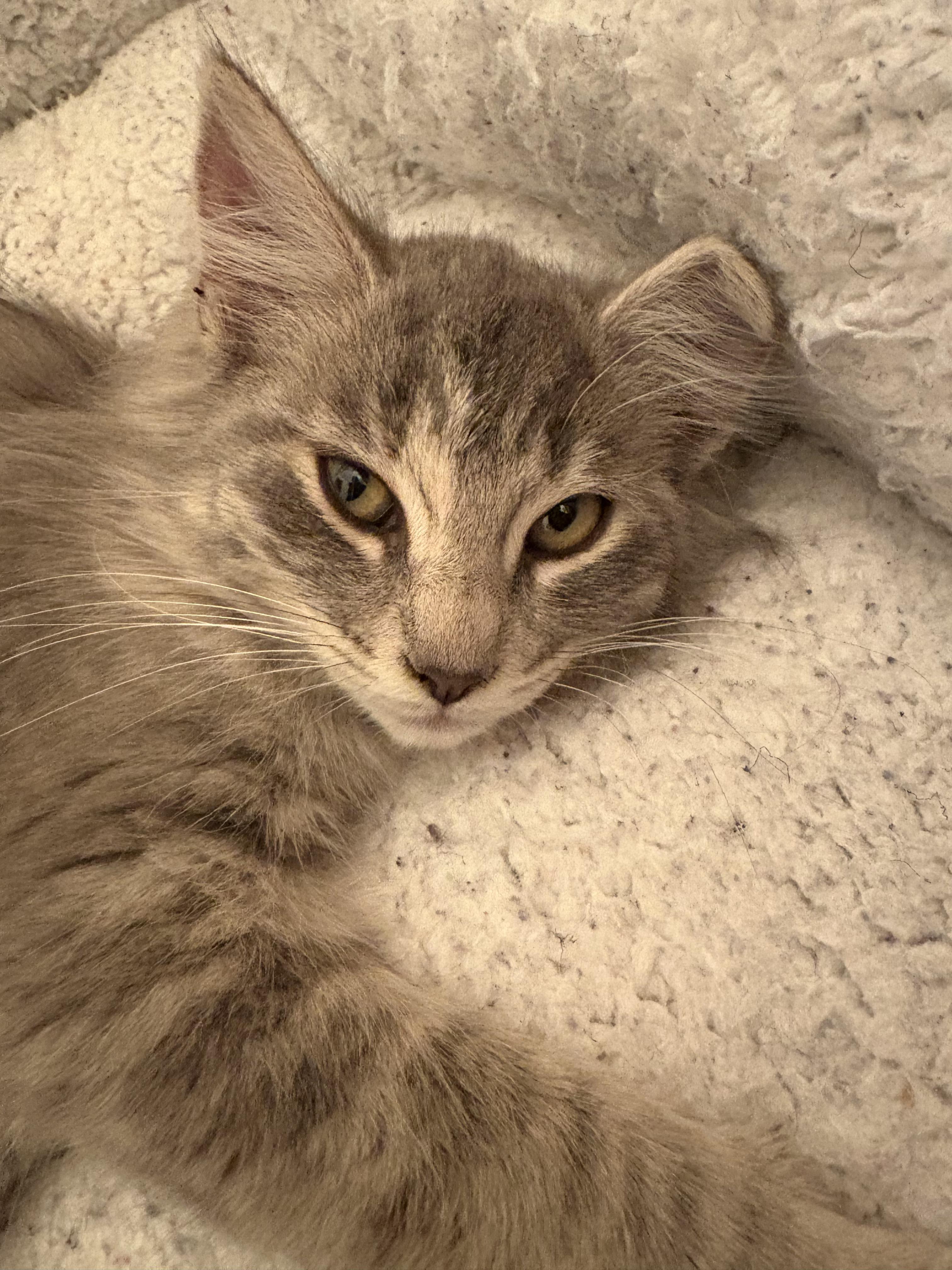 Enlarge Borealis, a Adopted Domestic Long Hair in Davis, CA image 1/4