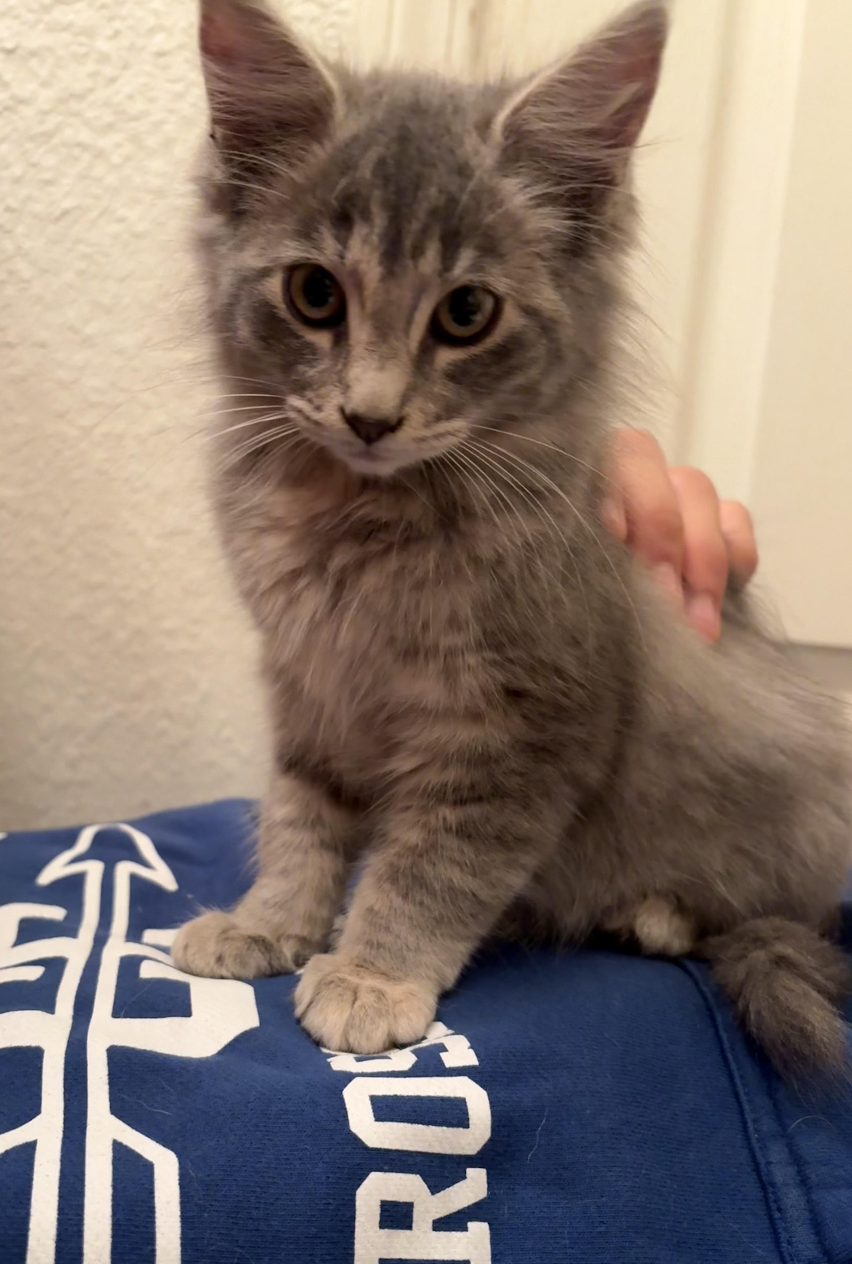 Enlarge Borealis, a Adopted Domestic Long Hair in Davis, CA image 3/4