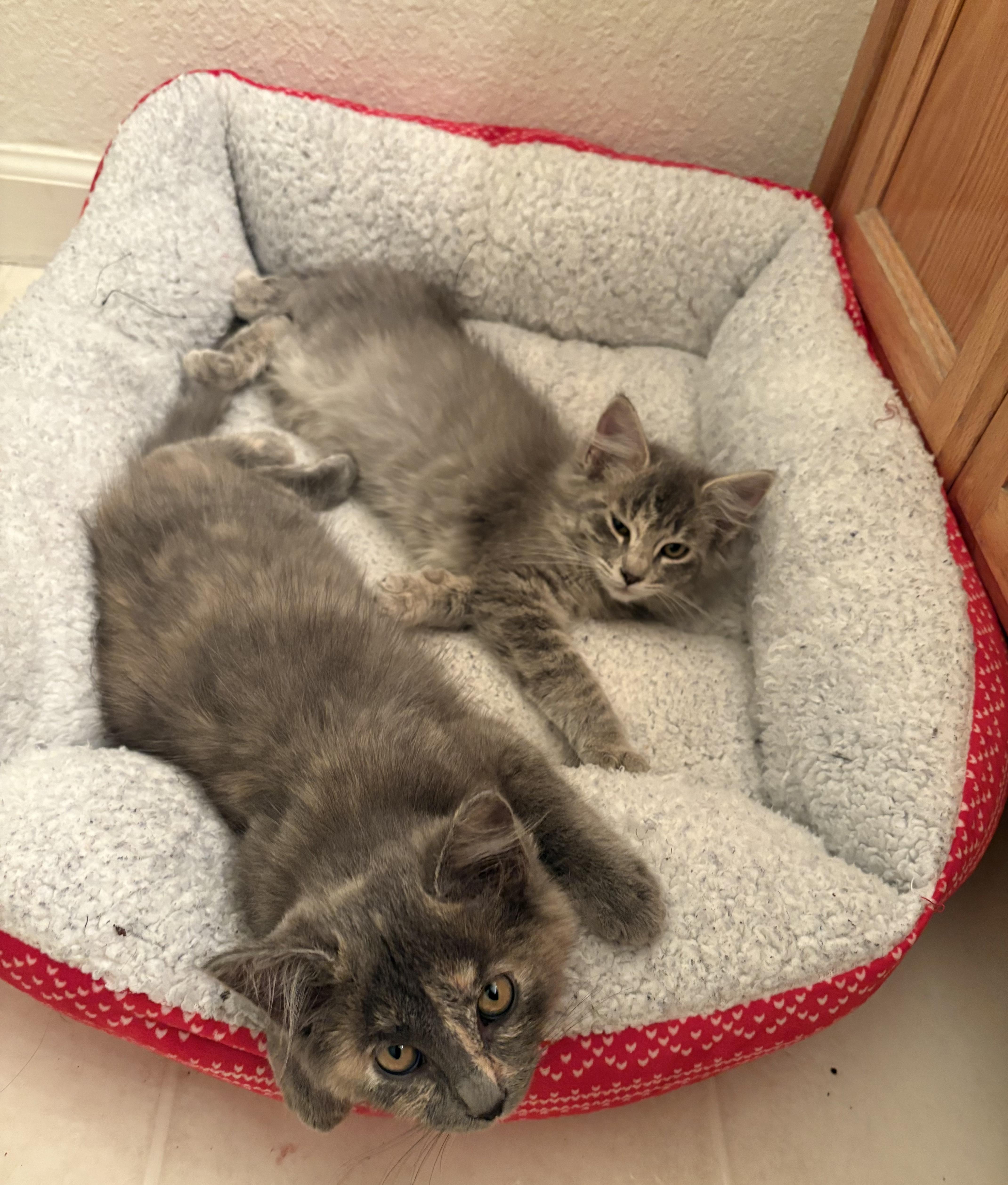 Enlarge Borealis, a Adopted Domestic Long Hair in Davis, CA image 4/4