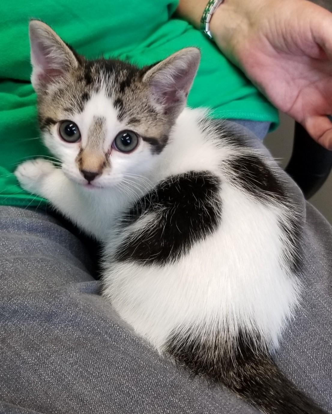 Enlarge KITTEN (cc#7162), a Adopted Domestic Short Hair in West Orange, NJ image 1/1