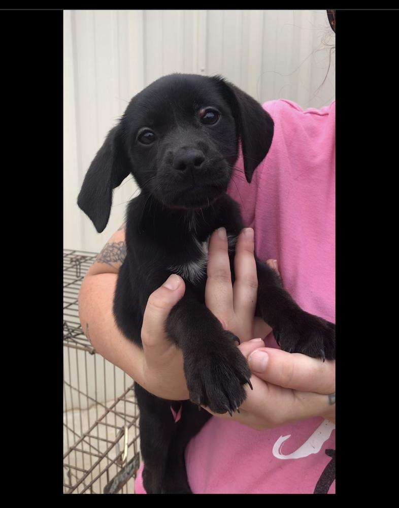 Sapphire, Adoptable, Puppy Female Labrador Retriever.