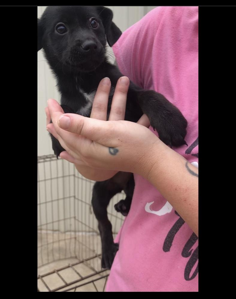 Enlarge Sapphire, a Adoptable Labrador Retriever in Crystal Springs, MS image 3/4