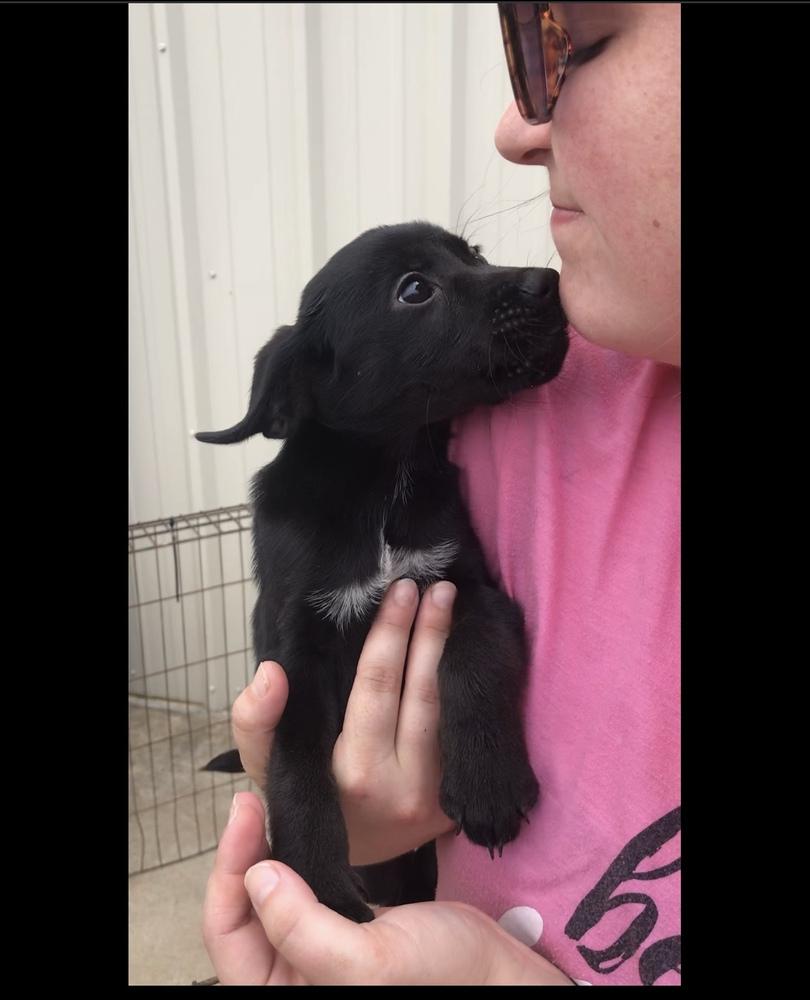 Enlarge Sapphire, a Adoptable Labrador Retriever in Crystal Springs, MS image 4/4