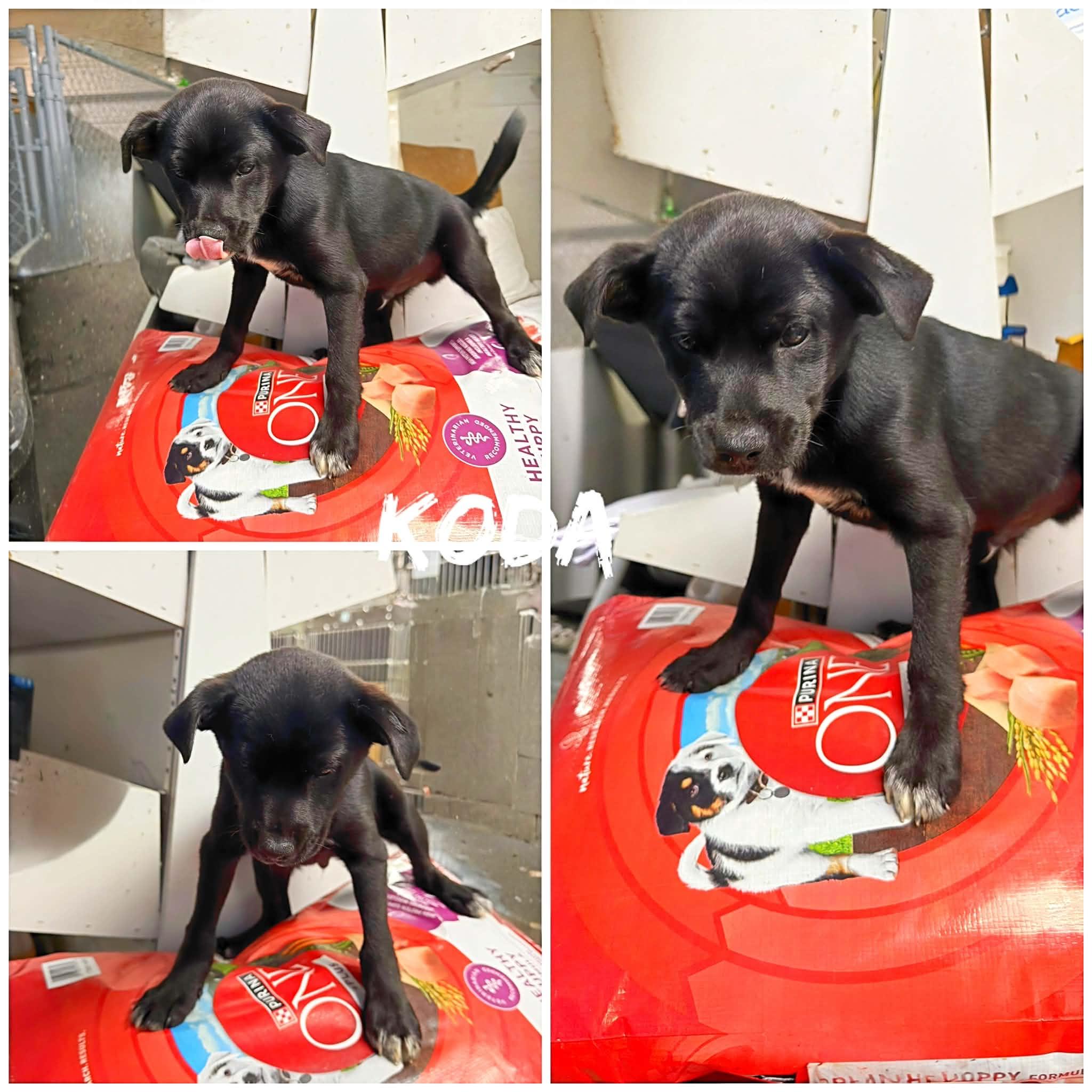 Enlarge Koda, an adopted mixed breed in Saint James, MO image 1/1