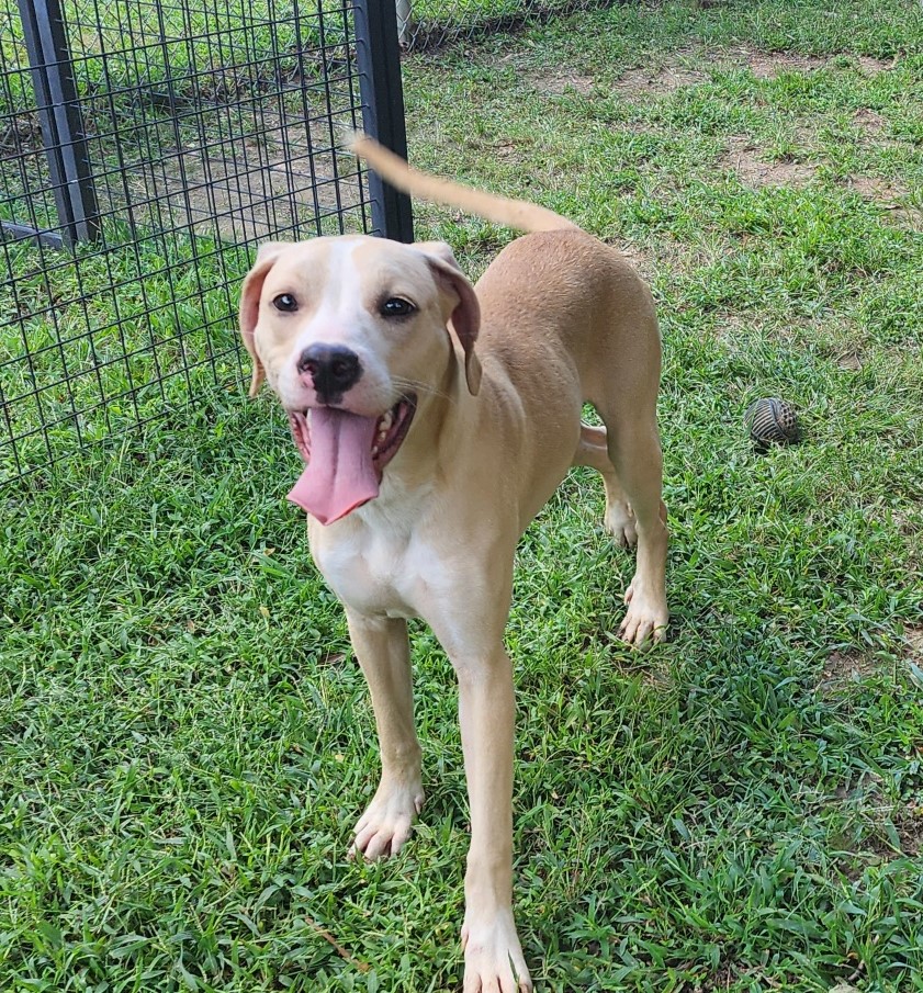 Enlarge Henigan, a Adoptable mixed breed in Rossville, TN image 3/6