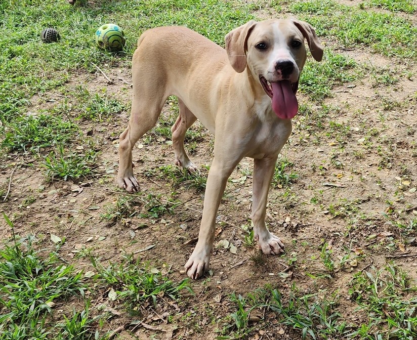 Henigan, Adoptable, Adult Male Boxer & Hound.