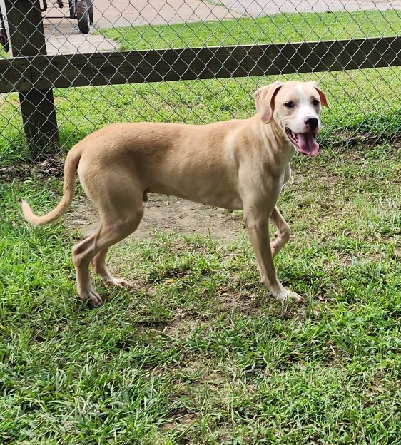 Enlarge Henigan, a Adoptable mixed breed in Rossville, TN image 4/6