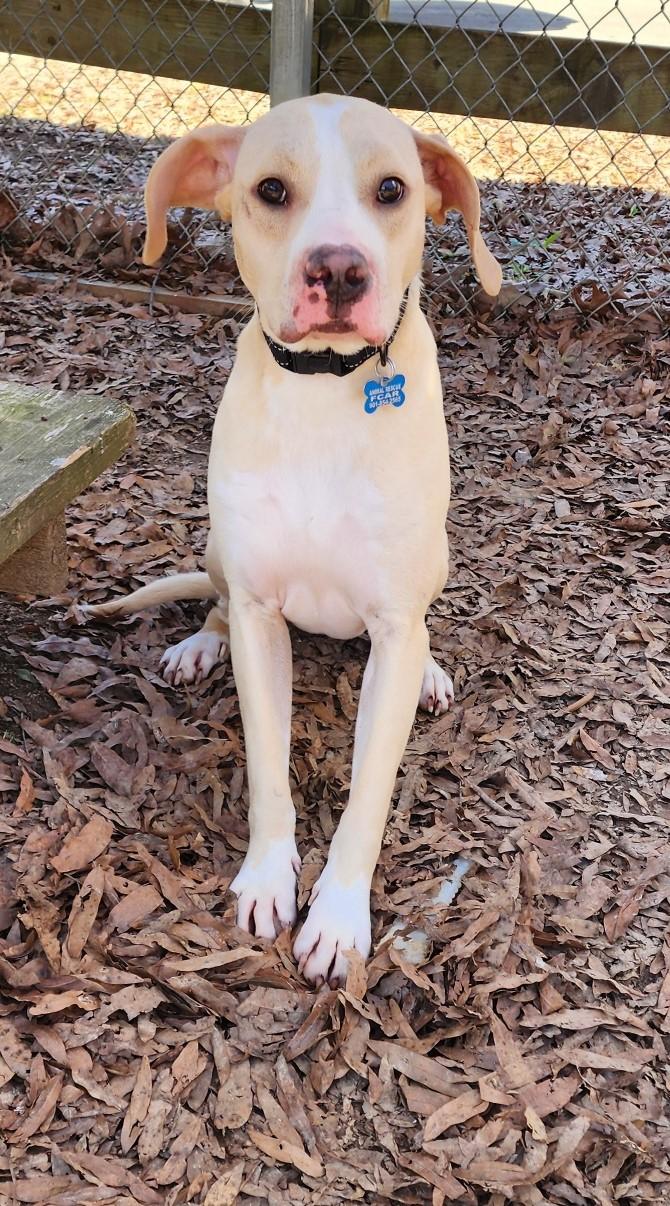 Enlarge Henigan, a Adoptable mixed breed in Rossville, TN image 3/6