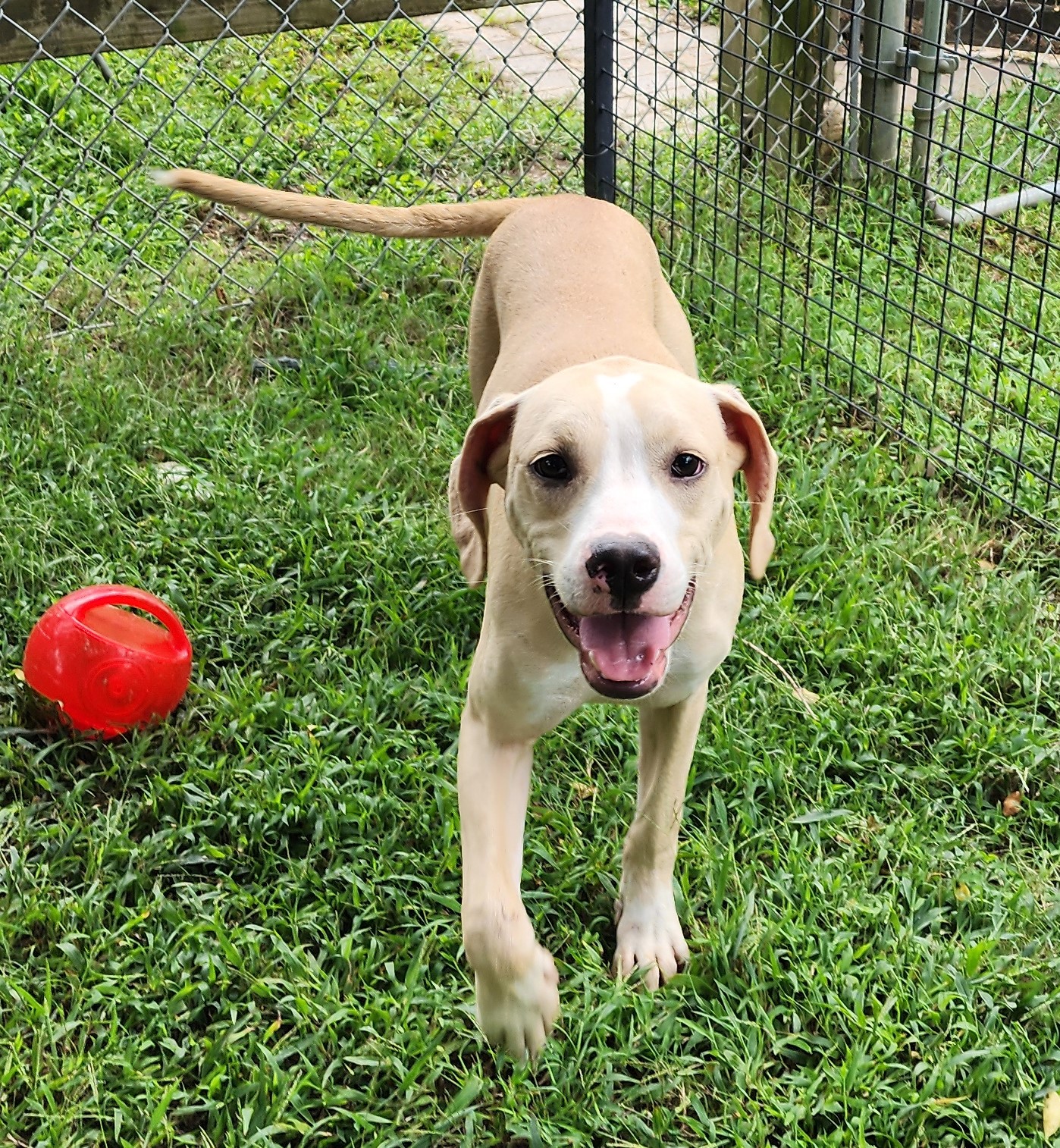 Enlarge Henigan, a Adoptable mixed breed in Rossville, TN image 1/6