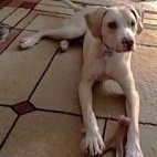 Enlarge Henigan, a Adoptable mixed breed in Rossville, TN image 5/6