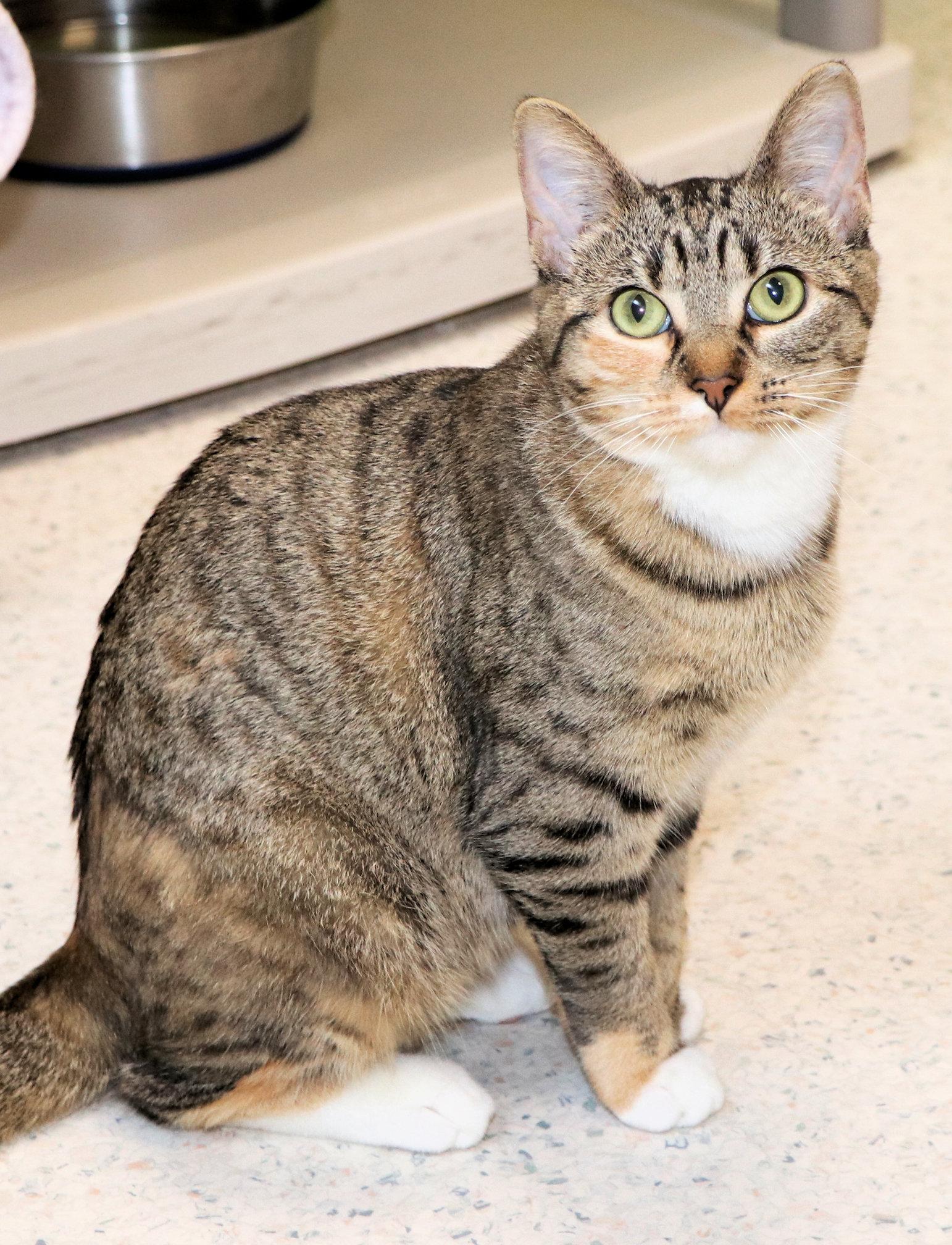 Maple, an adopted Domestic Short Hair in Cincinnati, OH image 2/3