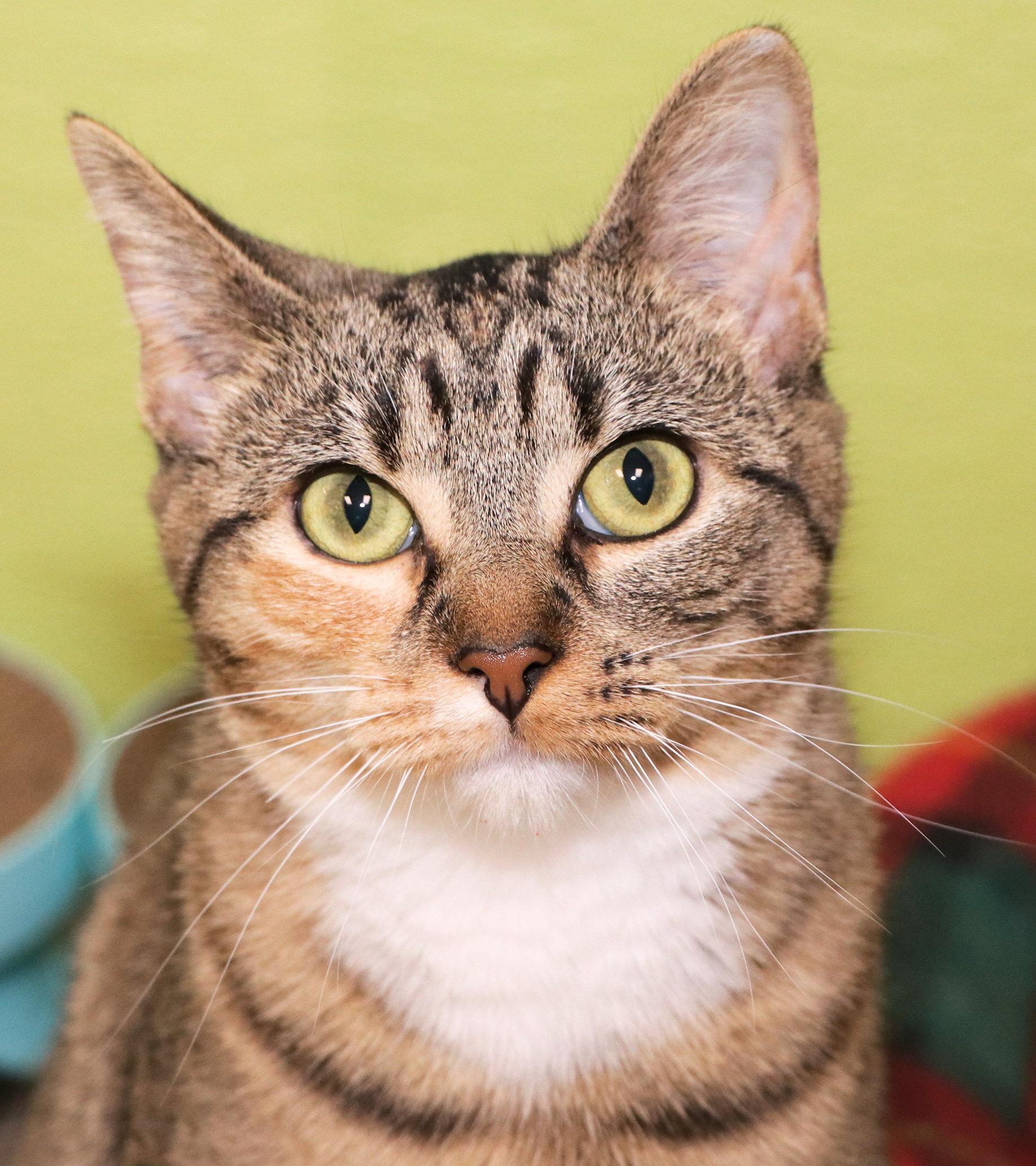 Maple, an adopted Domestic Short Hair in Cincinnati, OH image 1/3