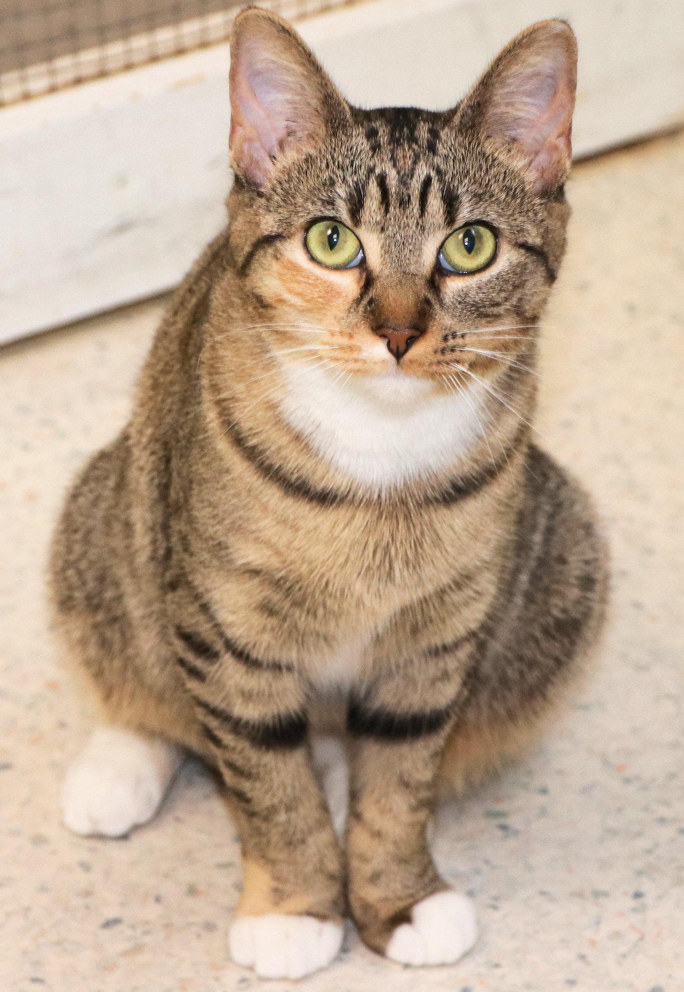 Maple, an adopted Domestic Short Hair in Cincinnati, OH image 3/3