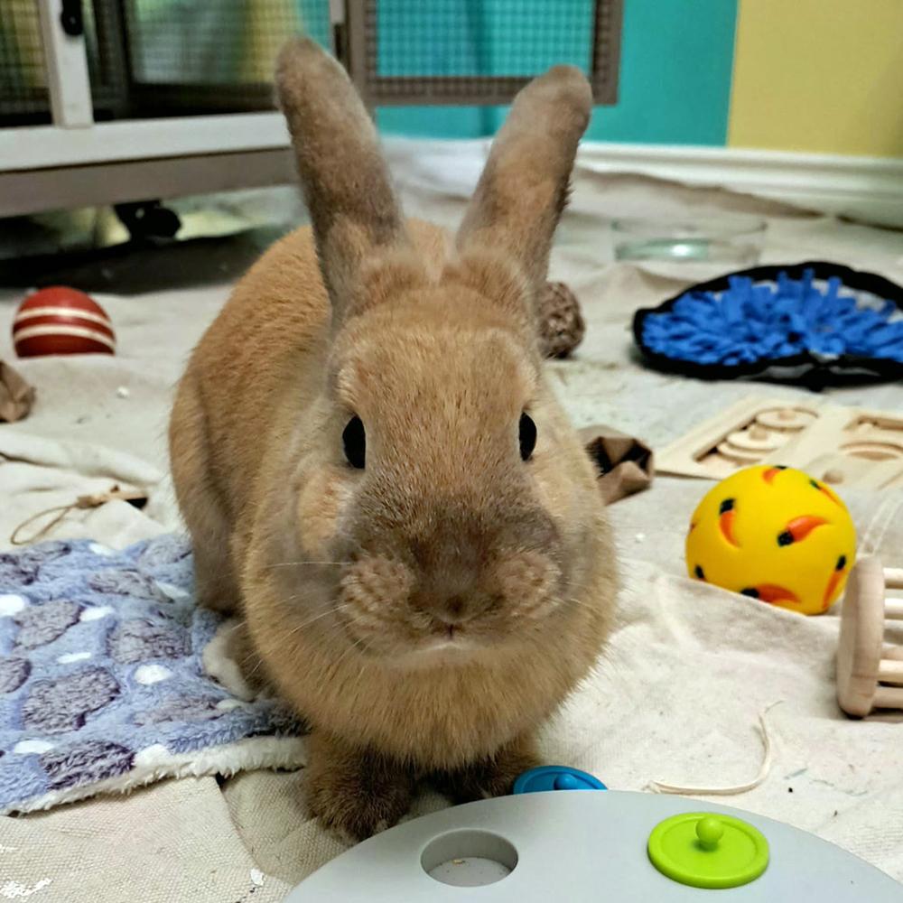 Enlarge Flora, a Adoptable mixed breed in Houston, TX image 2/5