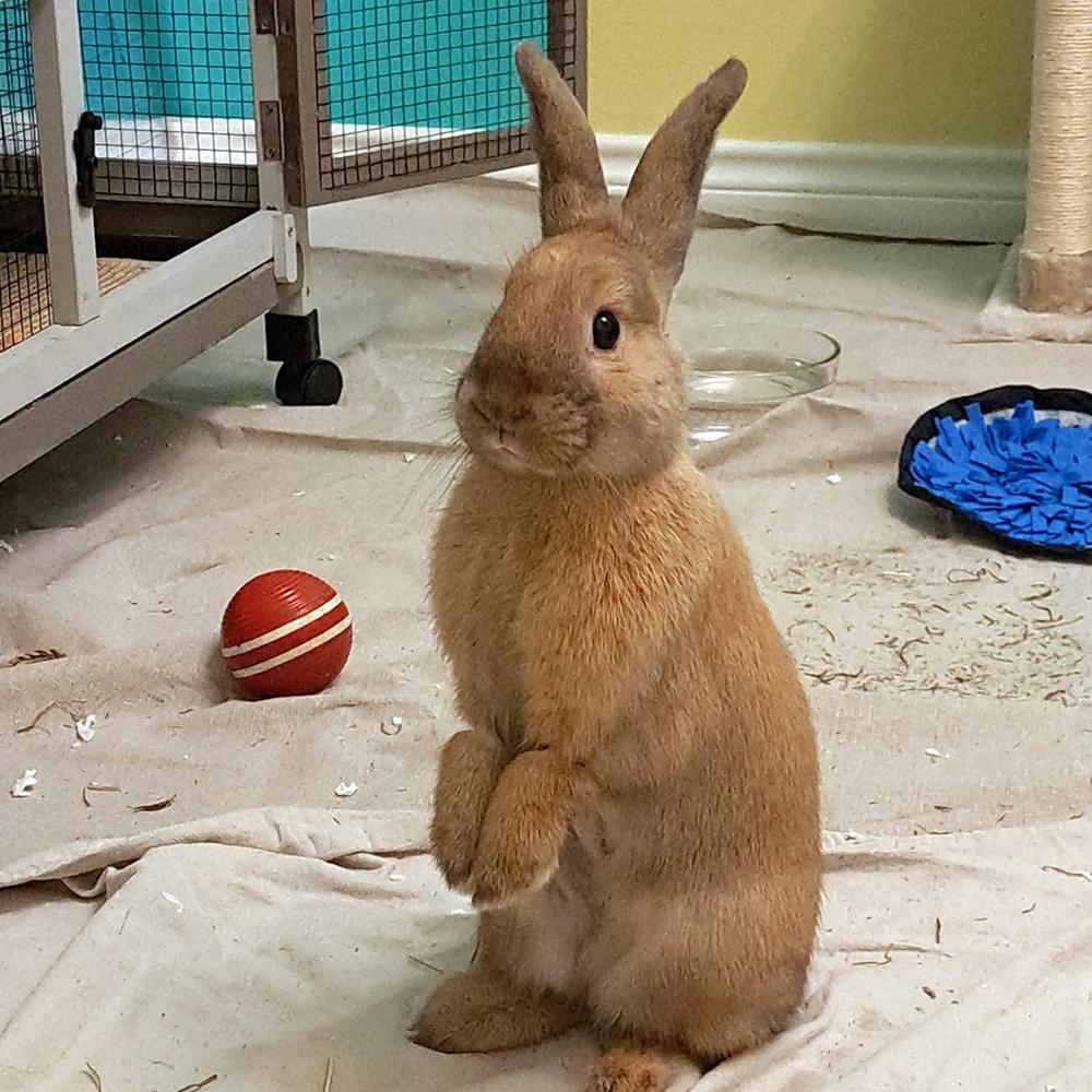 Enlarge Flora, a Adoptable mixed breed in Houston, TX image 3/5