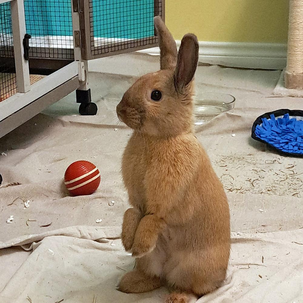 Enlarge Flora, a Adoptable mixed breed in Houston, TX image 5/5