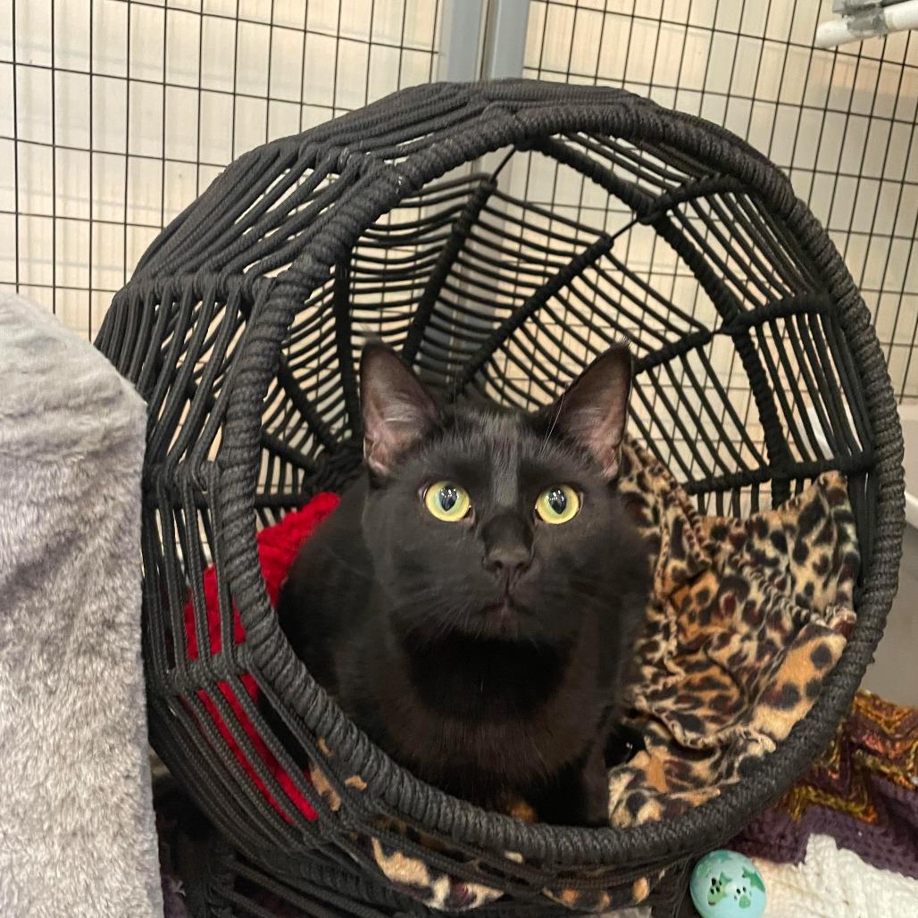 Karma, Adoptable, Young Female Domestic Short Hair.