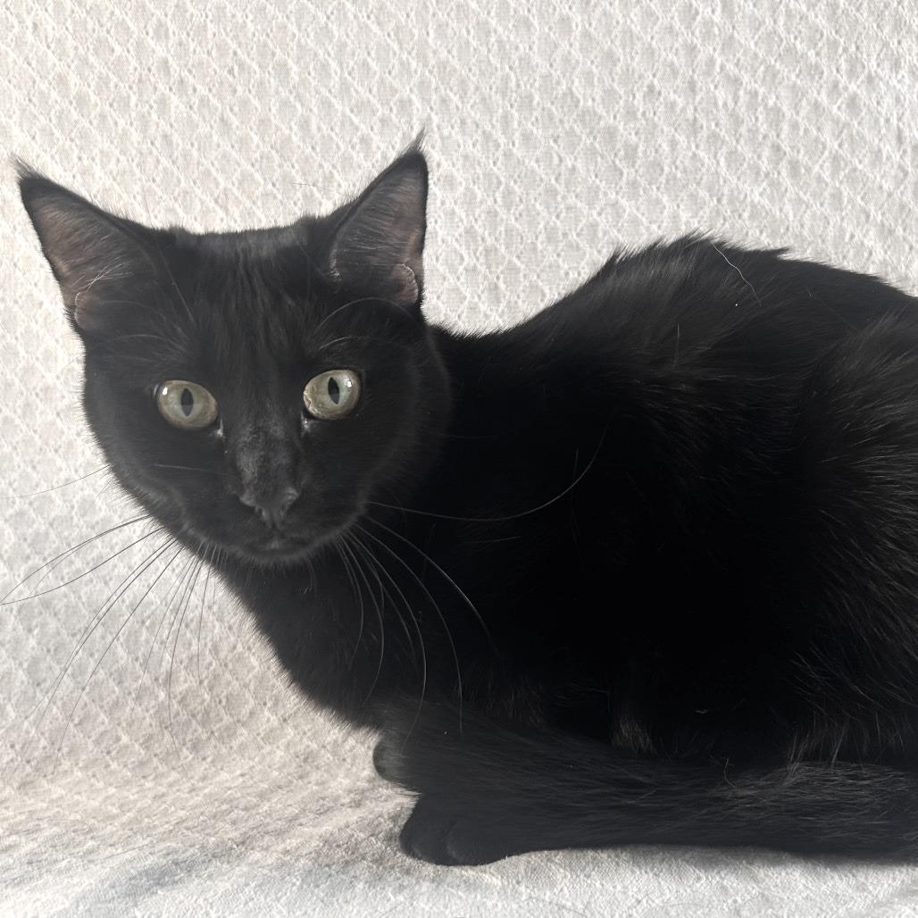 Enlarge Karma, a Adoptable Domestic Short Hair in Johnson City, TN image 2/5