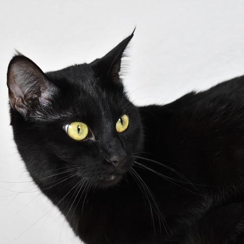 Clara, a Adoptable Domestic Short Hair in Johnson City, TN image 2/6